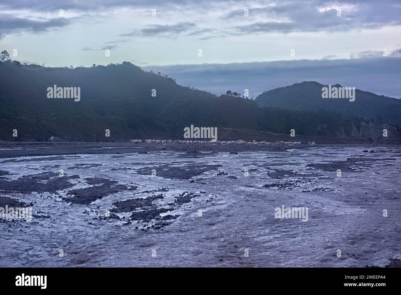 Herds of cattle at Mount Pinatubo, Zambales, Luzon, Philippines Stock Photo