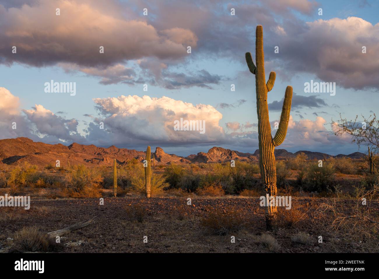 Saguaro cacti with the Plomosa Mountains at sunset in the Sonoran ...