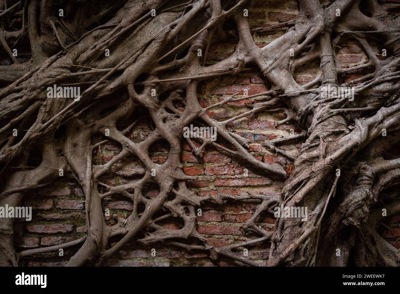 Banyan roots entwine brick wall. Nature reclaims space from civilization Stock Photo