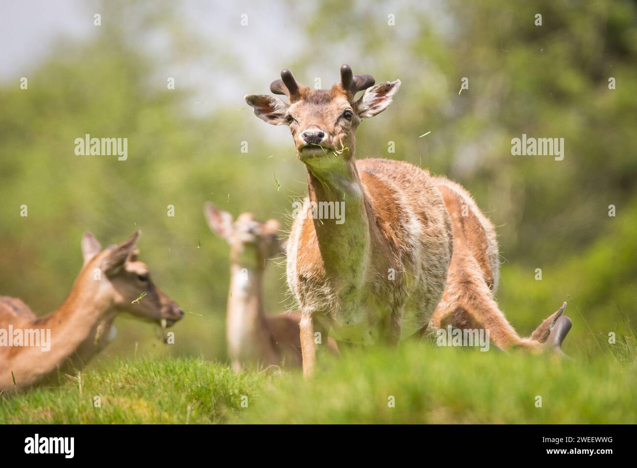 Fallow deer looking forward at a national park in Wales. Stock Photo