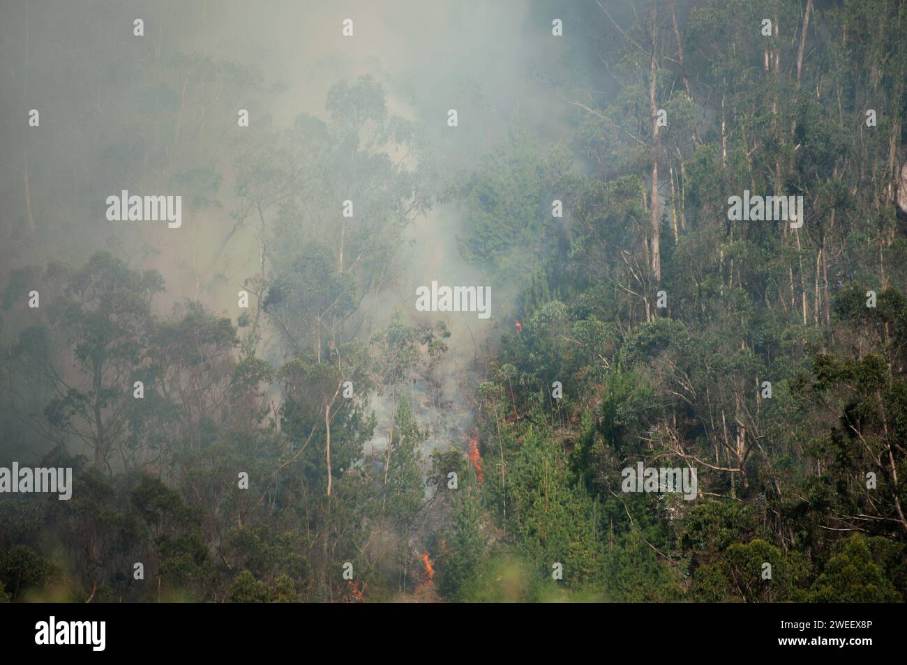 Smoke rises from a wildfire in Bogota's eastern mountains , wildfires rose to 5 during January 24, 2024, after hot temperatures and no precipitation w Stock Photo