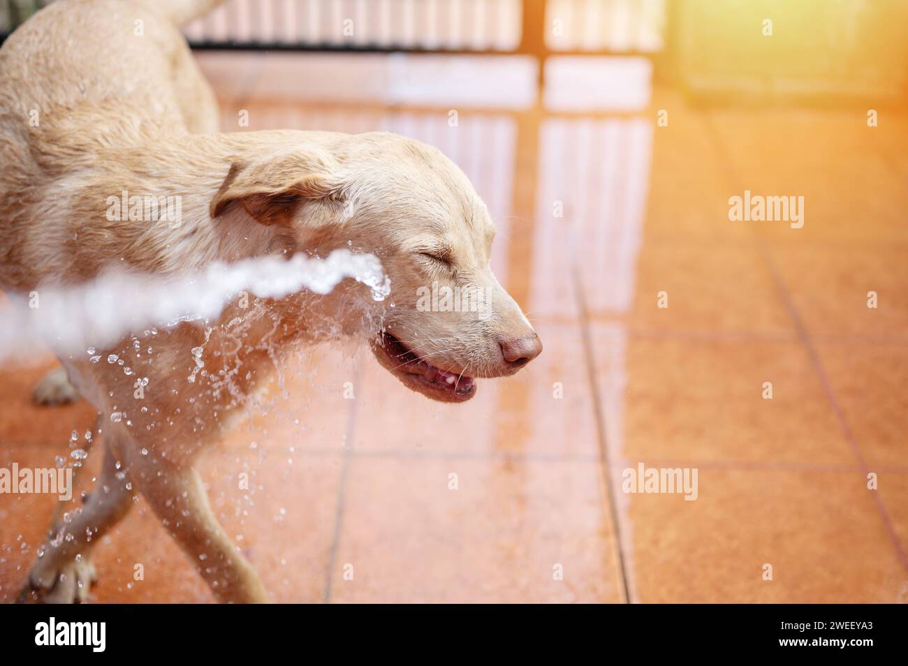 Start washing labrador dog with spray water on sunny background Stock
