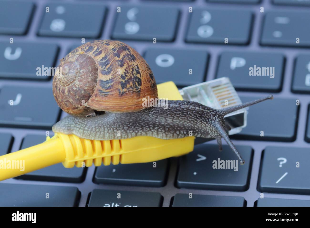 Slow Internet Speed Indicated By A Snail On A Network Cable On A Computer Keyboard Stock Photo