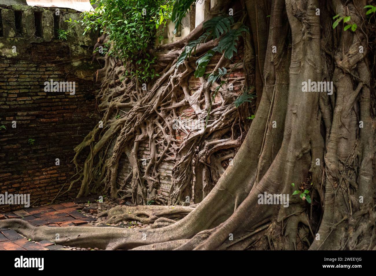 Banyan (bodhi tree) roots entwine brick wall in Princess Mother Memorial Park, Bangkok, Thailand Stock Photo