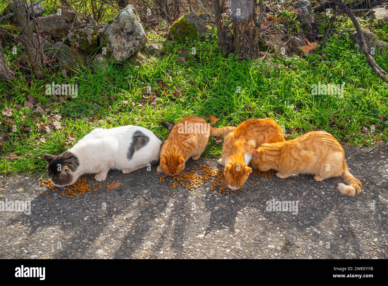 Stray cats eating. Stock Photo