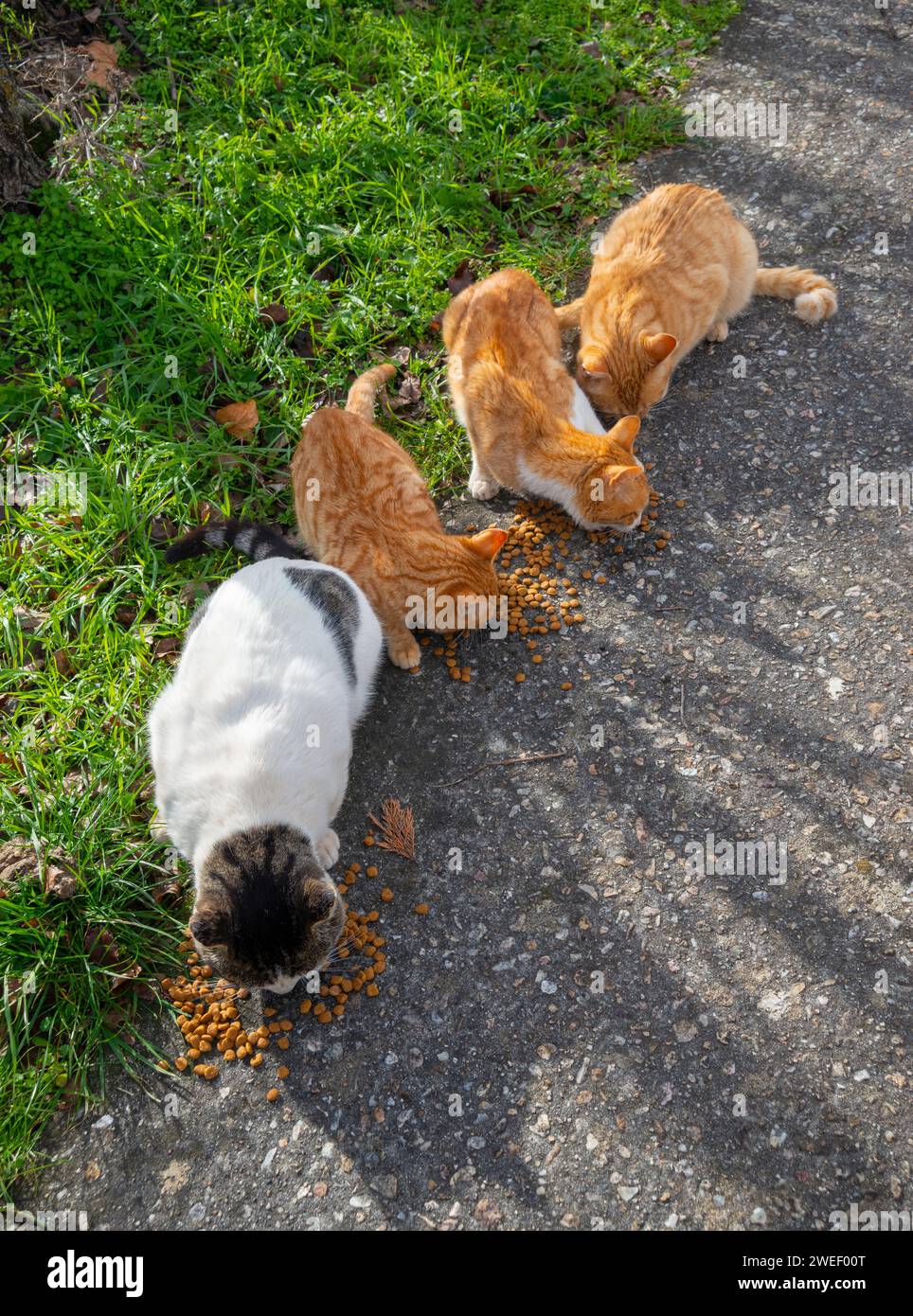 Stray cats eating. Stock Photo
