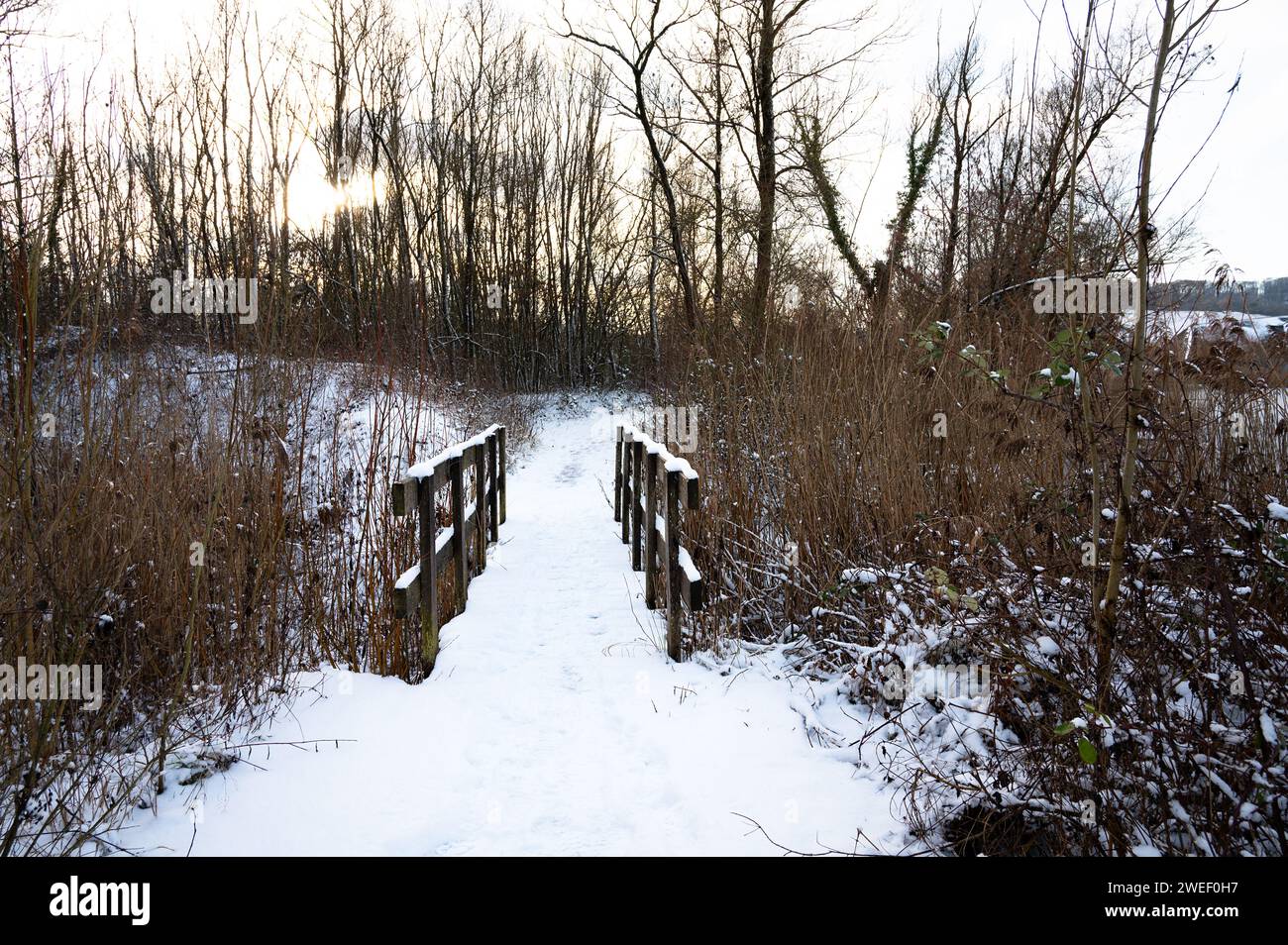 Biodiversity Haff Reimech, wetland and nature reserve in Luxembourg ...