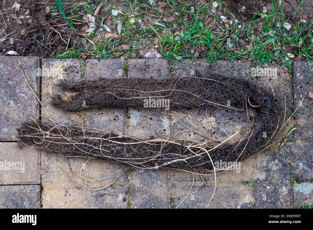 Dense length of matted fibres and roots pulled from a blocked drainpipe. Stock Photo