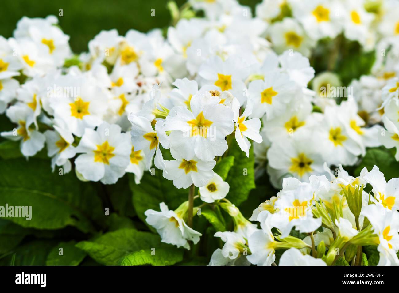 Primula vulgaris in the garden on a beautiful sunny day, selective focus on the flower. Stock Photo