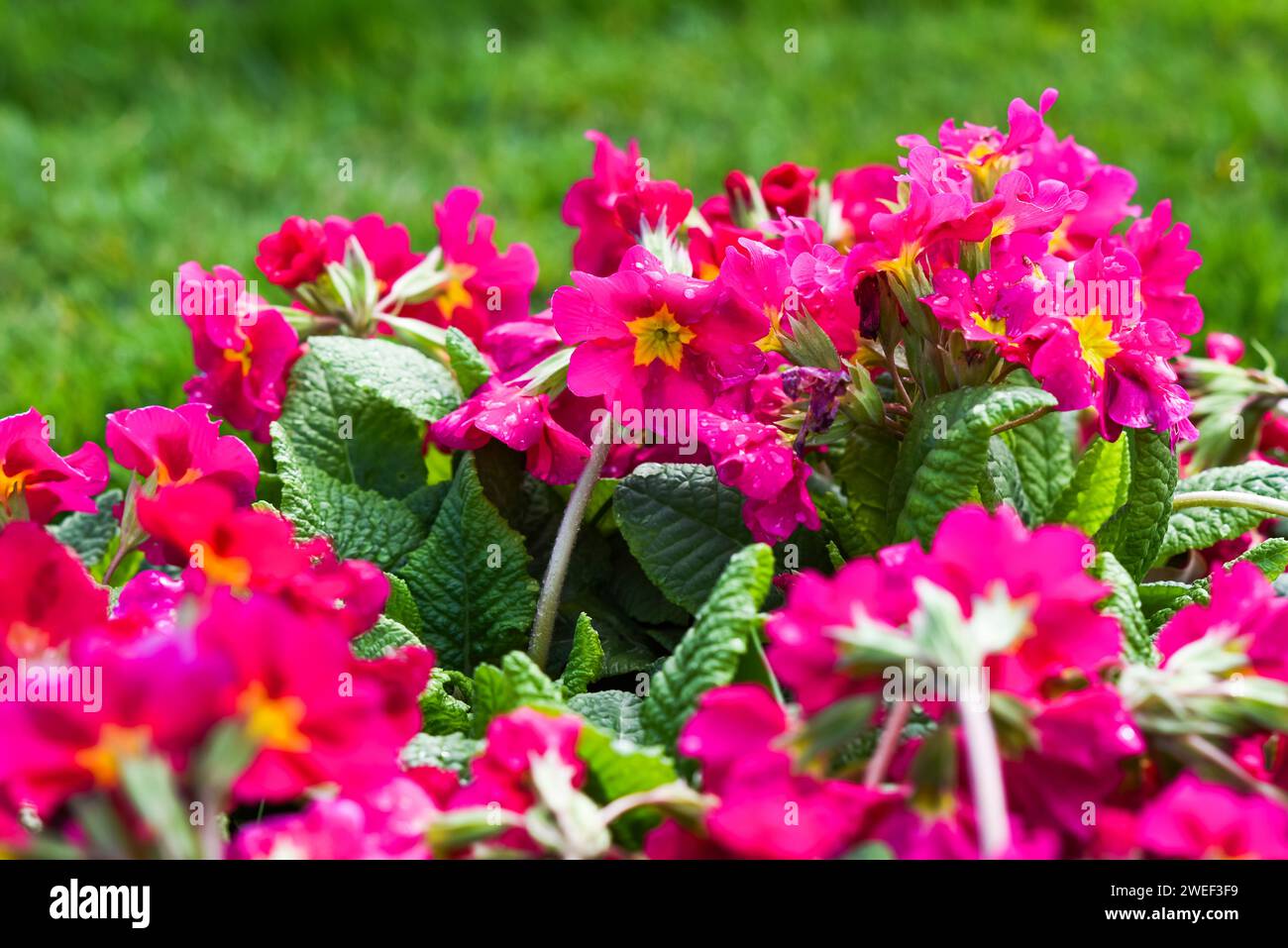 Primula pink in the garden on a beautiful sunny day, selective focus on the flower. Stock Photo