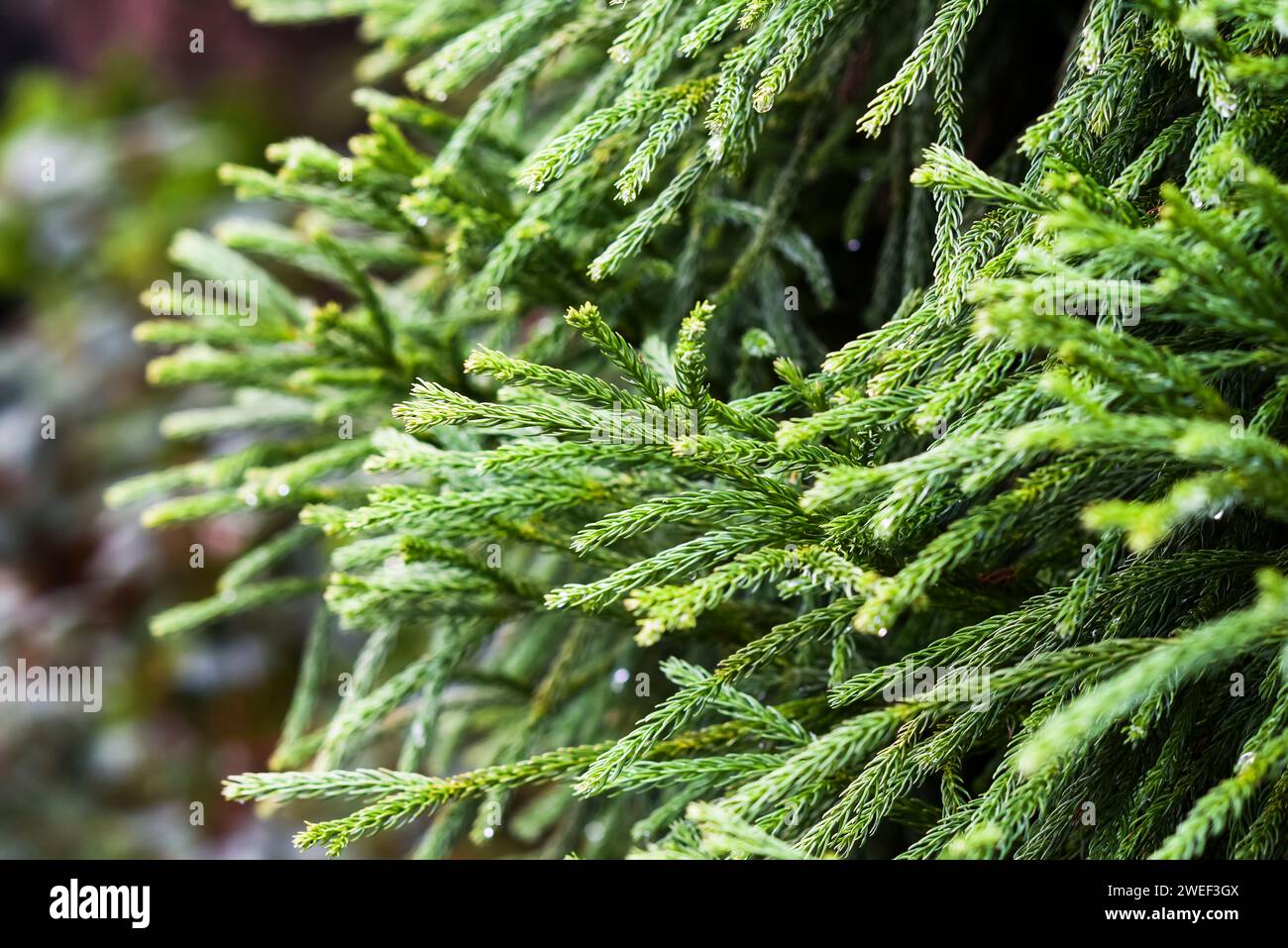 Cryptomeria japonica in the garden on a beautiful sunny day, selective focus. Stock Photo