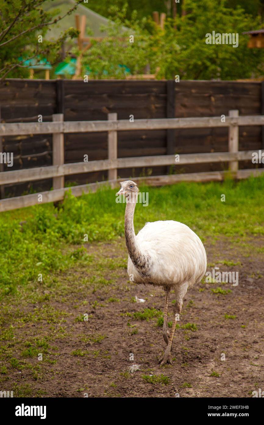 White ostrich nandu known as Greater rhea (Rhea americana) is a flightless bird found in eastern South America. Greater Rhea from South America also c Stock Photo
