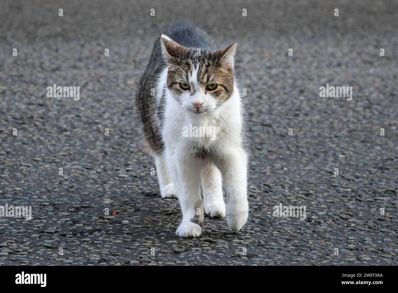 Larry the Cat, tabby Chief Mouser, in Downing Street, London, England, United Kingdom Stock
