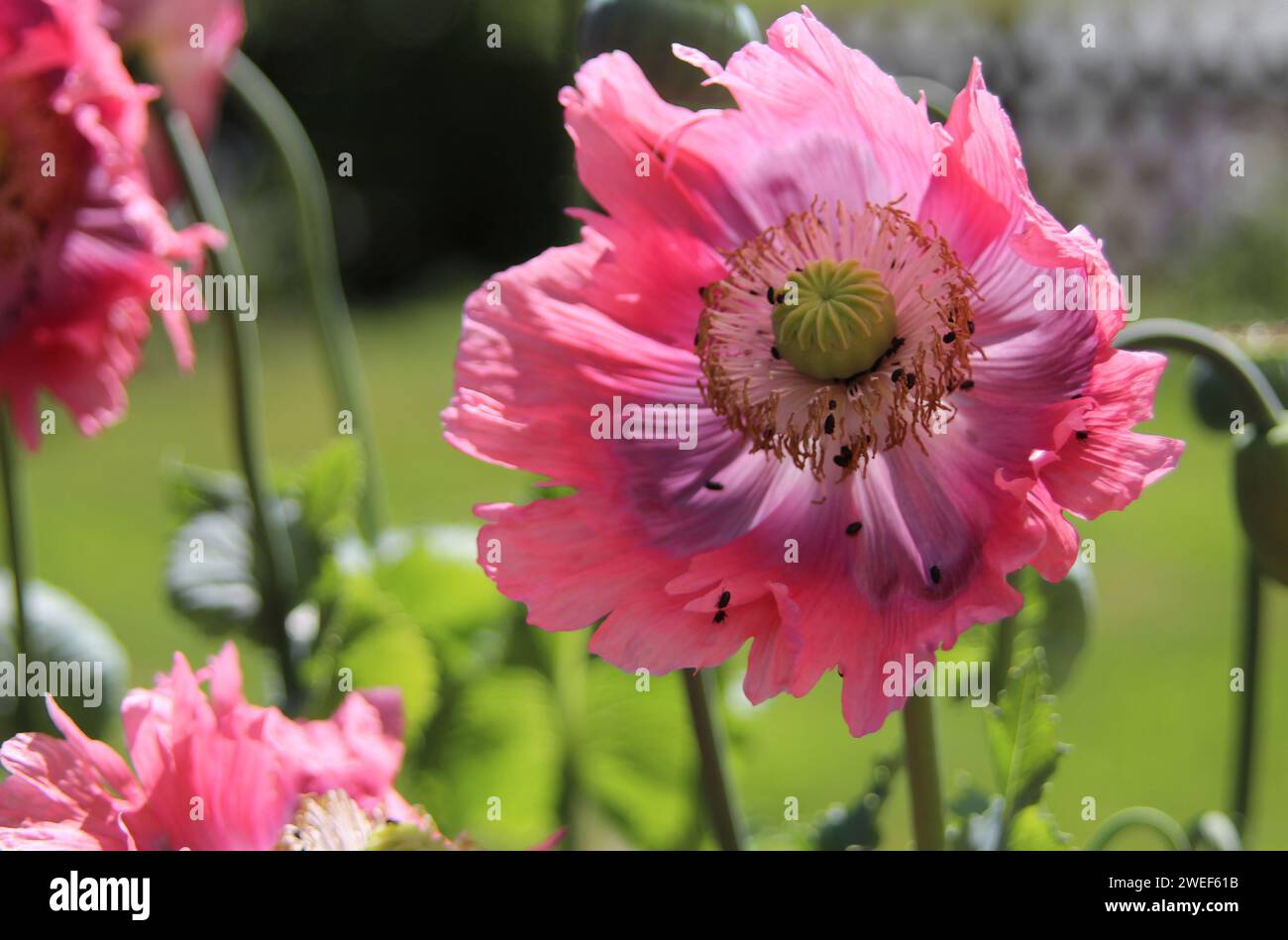 Poppies Stock Photo