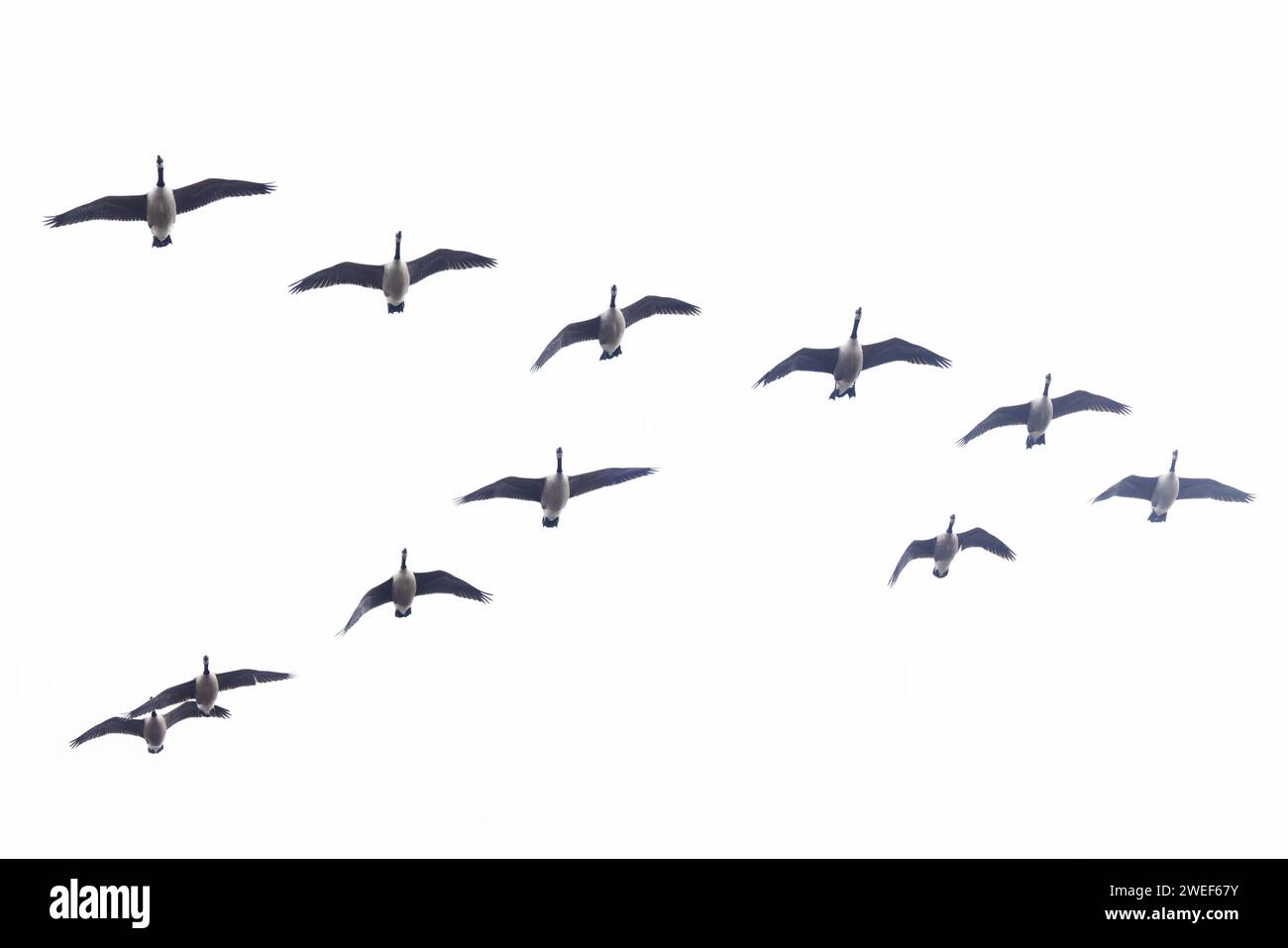 Canada Goose (Branta canadensis) flock flying over Whitlingham CP Norfolk January 2024 Stock Photo
