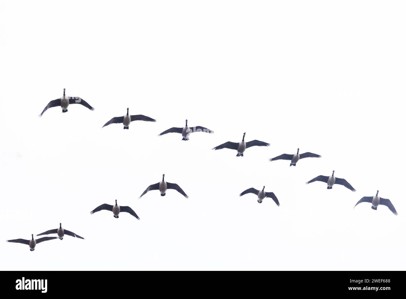 Canada Goose (Branta canadensis) flock flying over Whitlingham CP Norfolk January 2024 Stock Photo