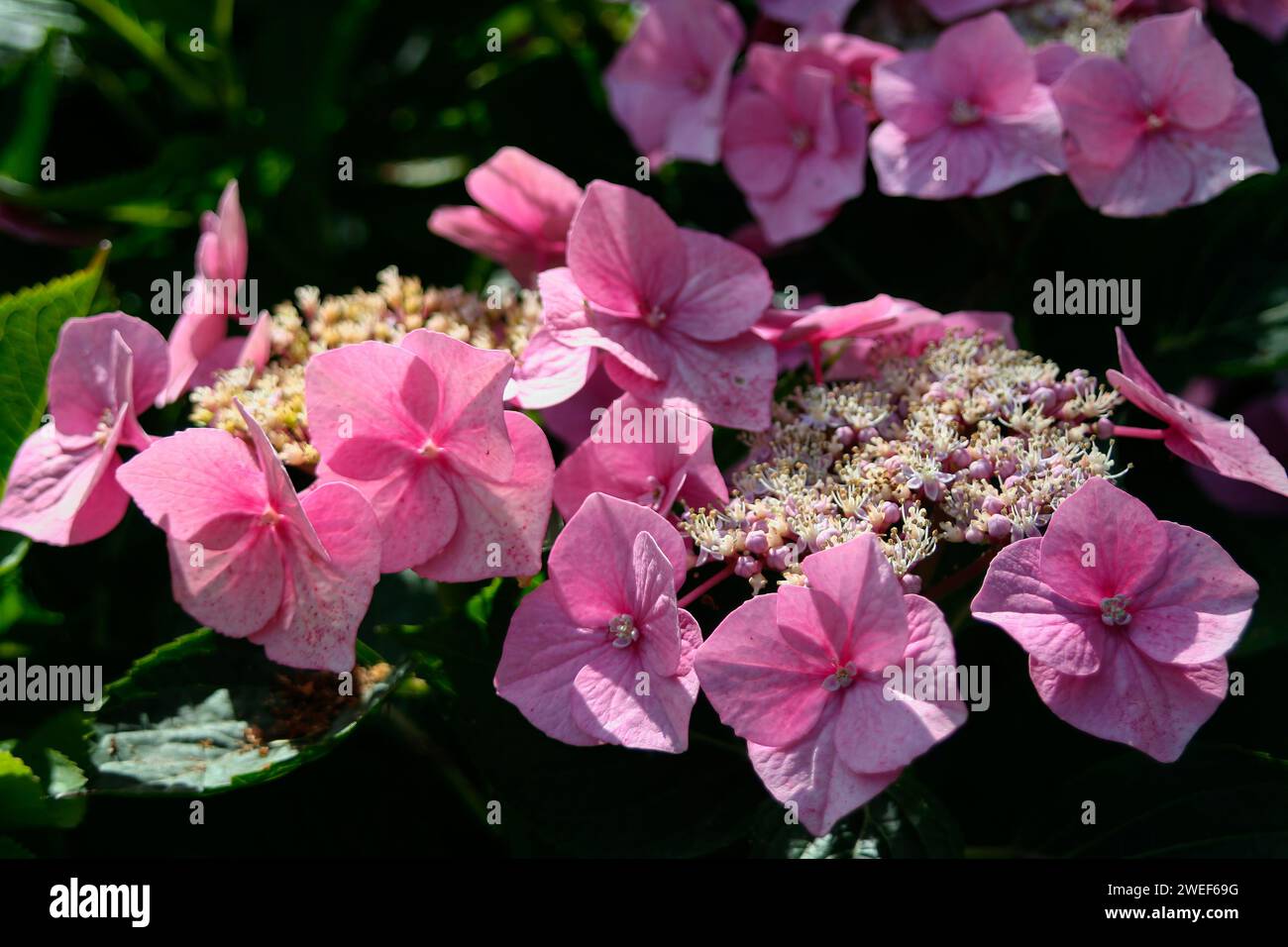 Hydrangea macrophylla penny mac hi-res stock photography and images - Alamy