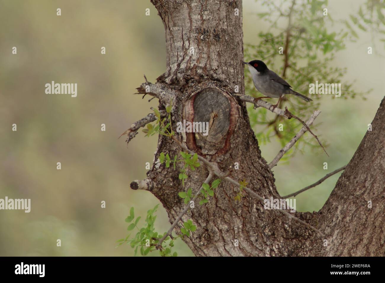 Grasmücke hires stock photography and images Alamy