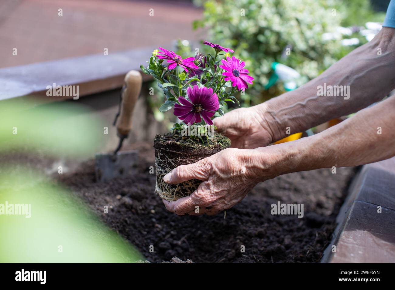 elderly woman planting flowers in her small terrace garden Stock Photo ...
