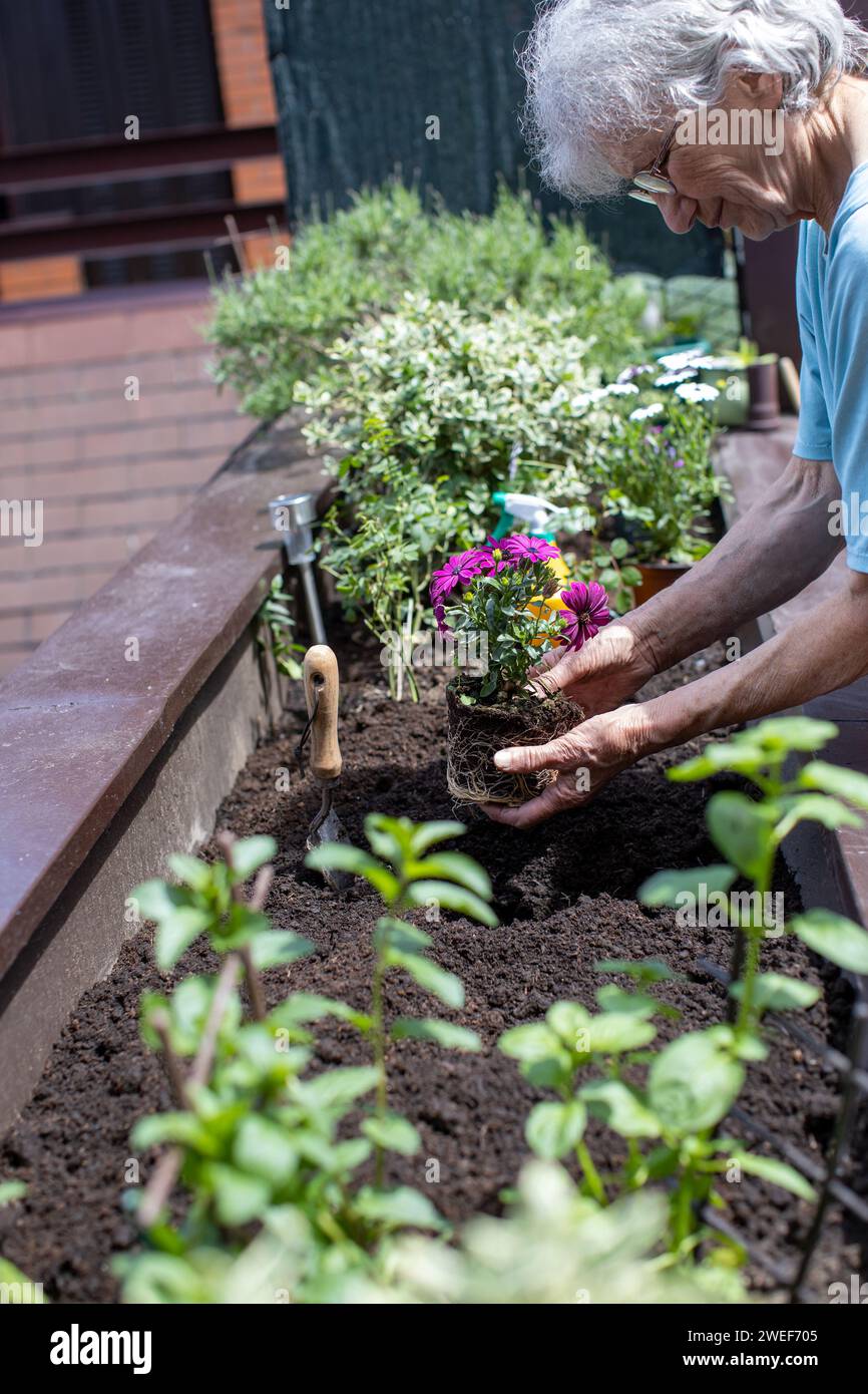 elderly woman planting flowers in small terrace garden Stock Photo - Alamy