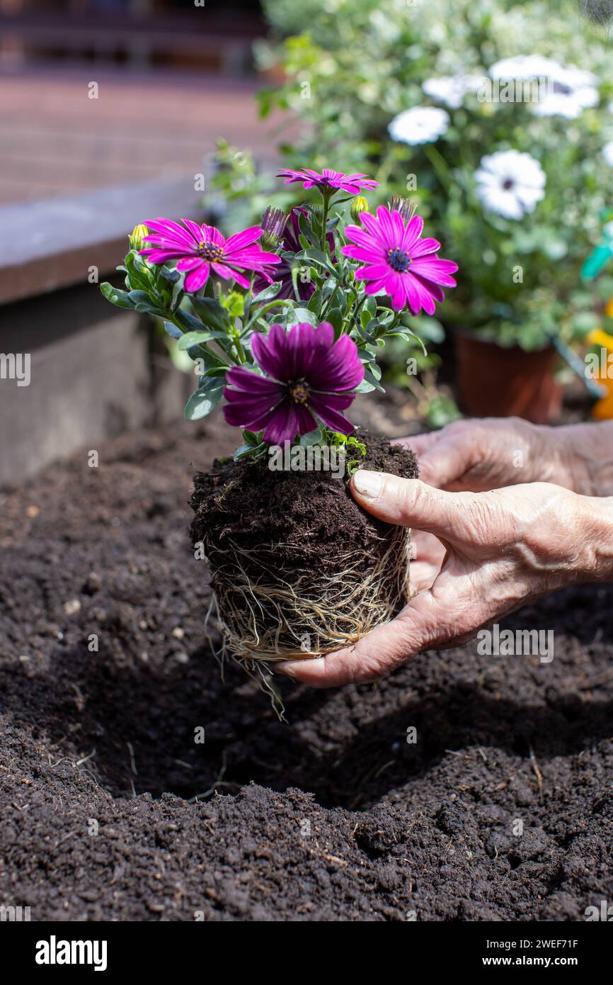 elderly woman planting flowers in her small terrace garden Stock Photo ...