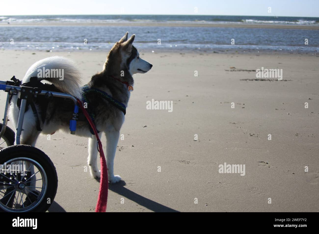 Husky in his Wheelchair on the Beach Stock Photo