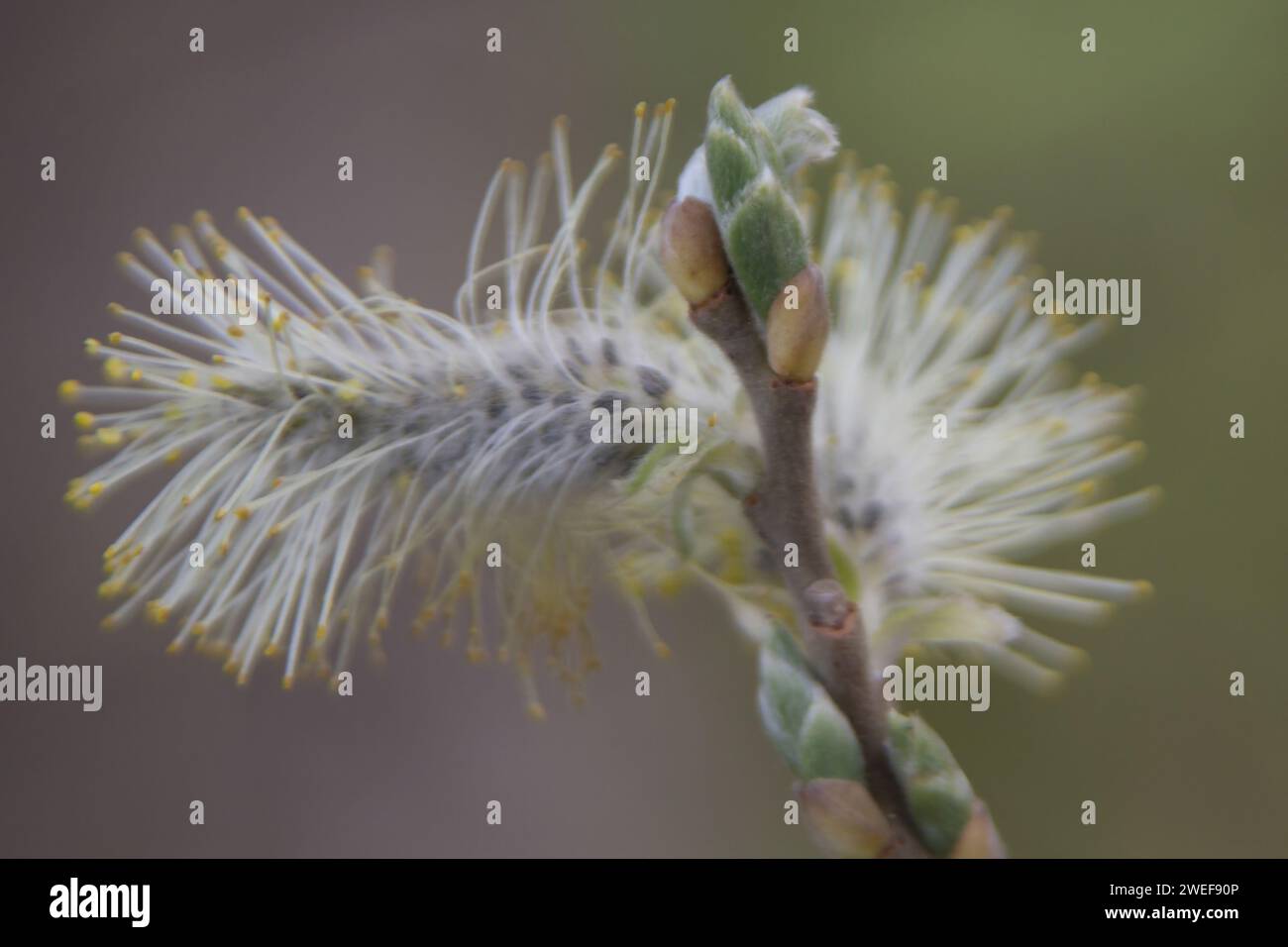 Spring Stock Photo