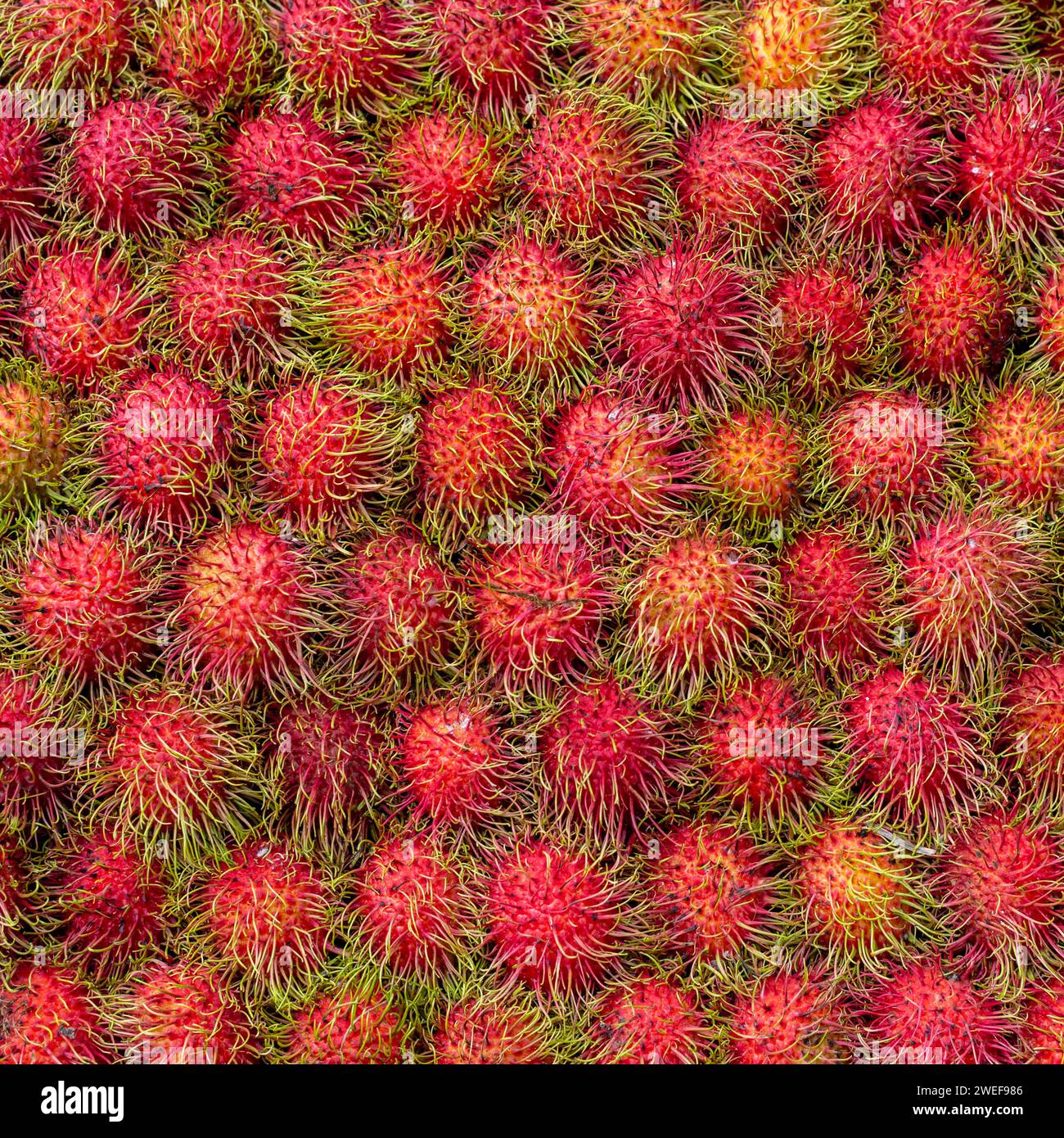 Evenly laid out rambutans. Tropical red fruit background Stock Photo