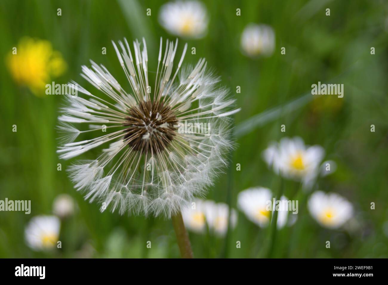 Dandelion Stock Photo