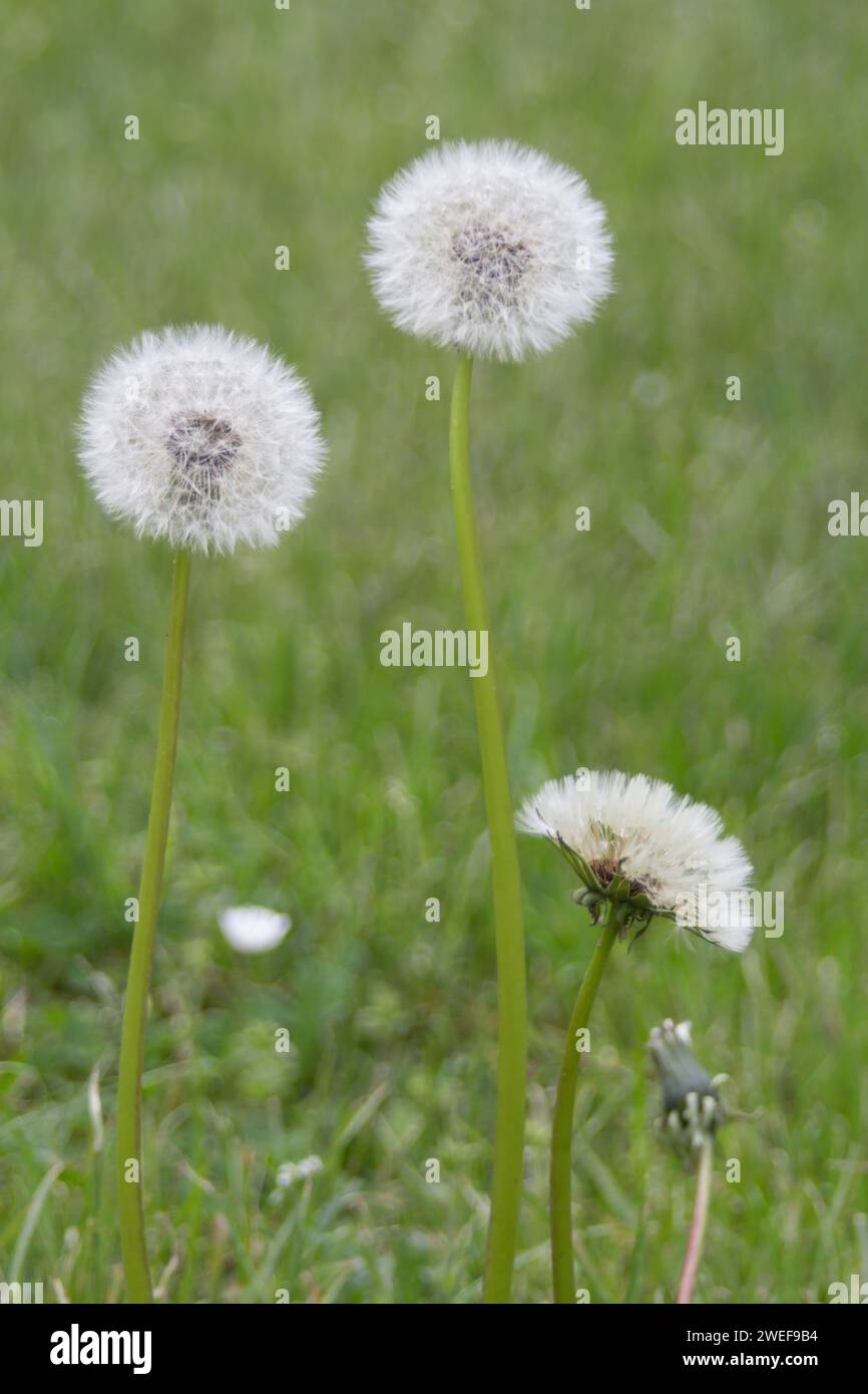 Dandelion Stock Photo