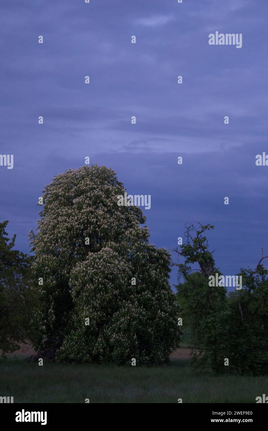 Clouds and Trees Stock Photo