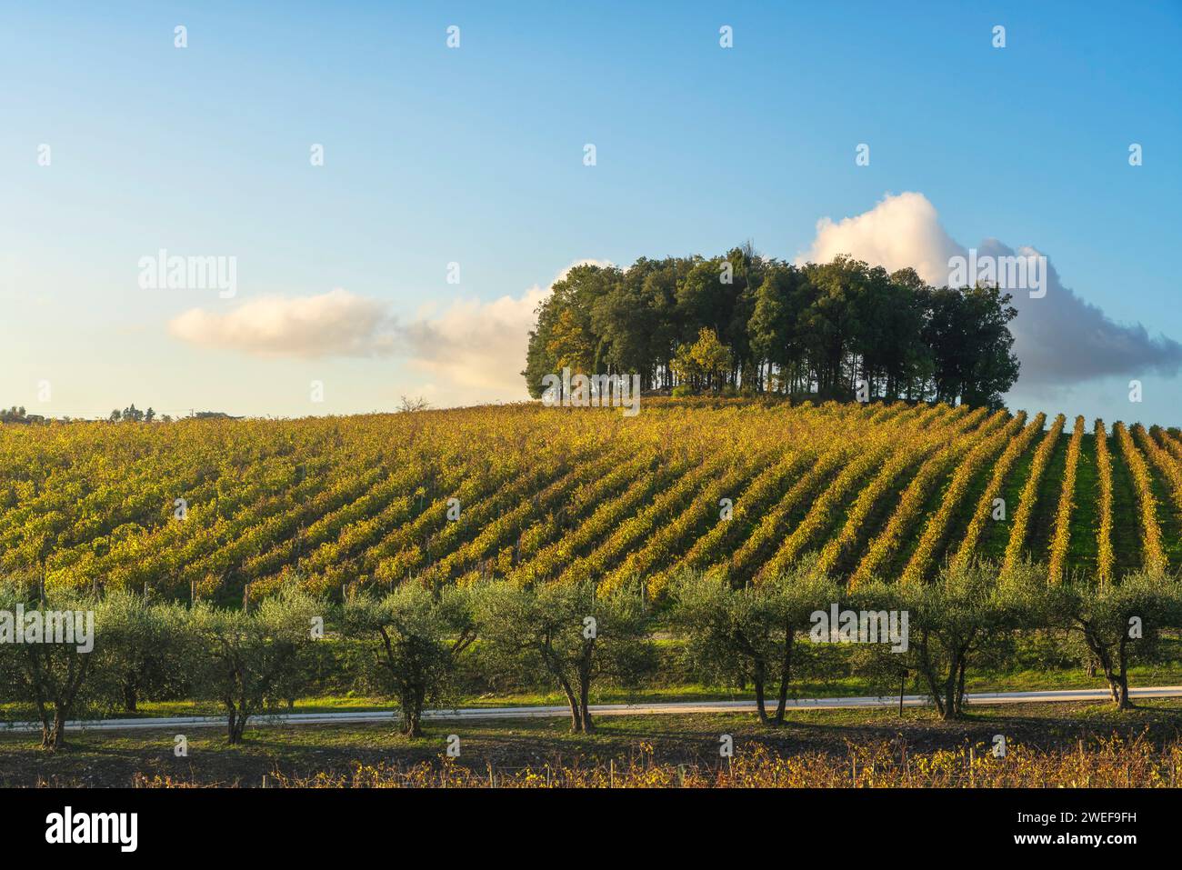Group of trees on a hill above a vineyard. Landscape in Chianti region at sunset in autumn. Castelnuovo Berardenga, Tuscany Stock Photo