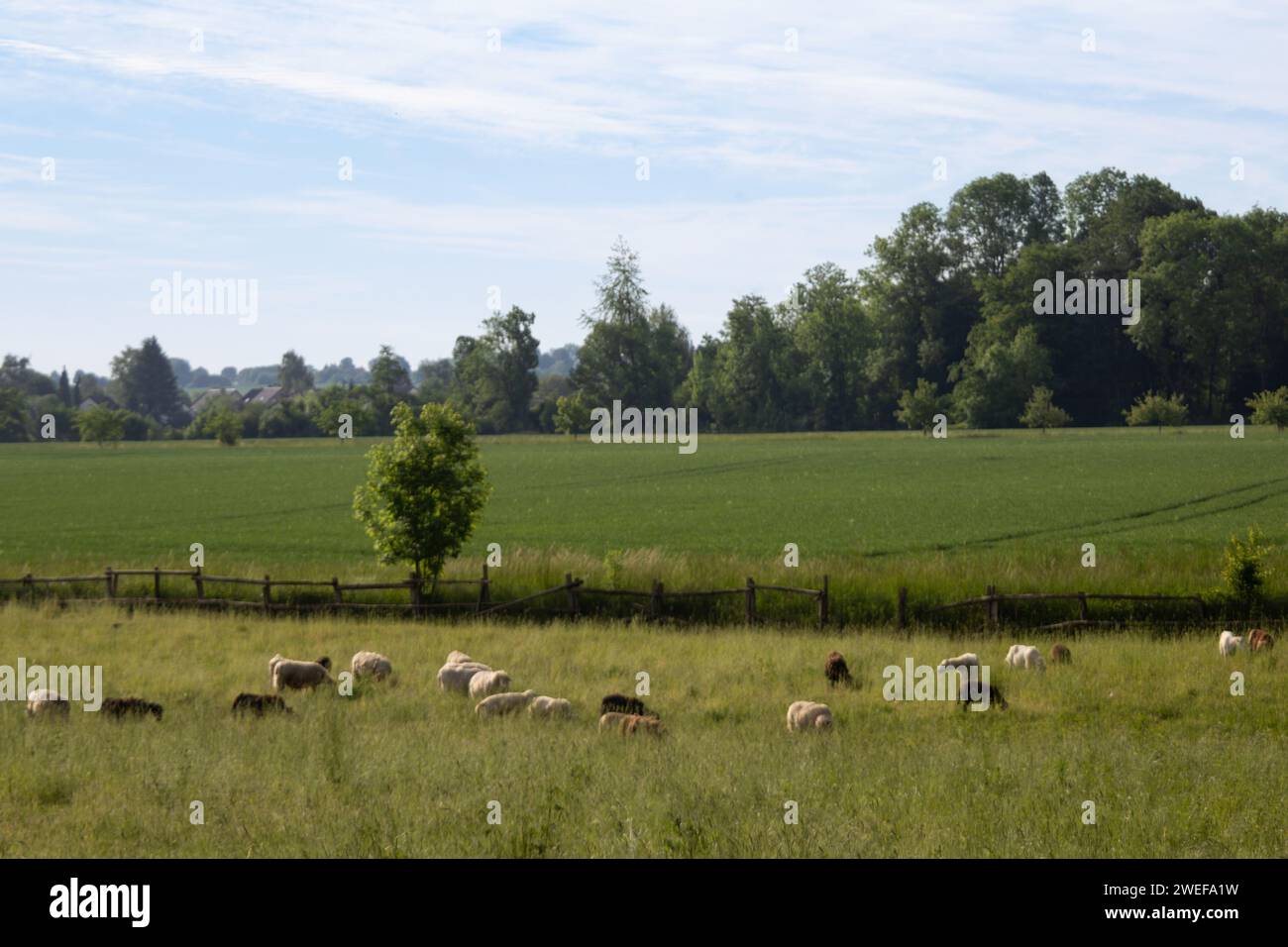 Sheep on the Meadow Stock Photo - Alamy