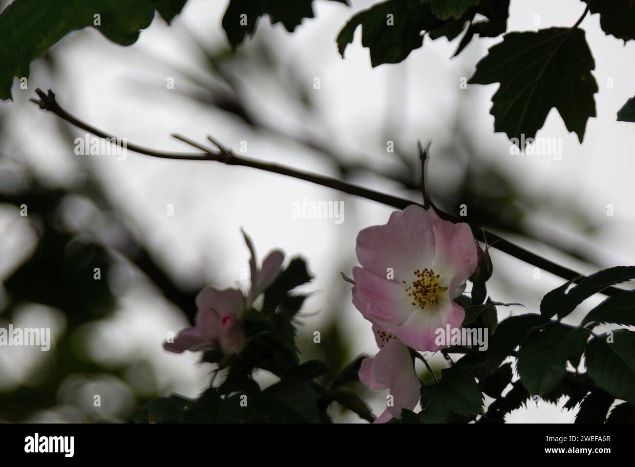 Dog Rose Stock Photo