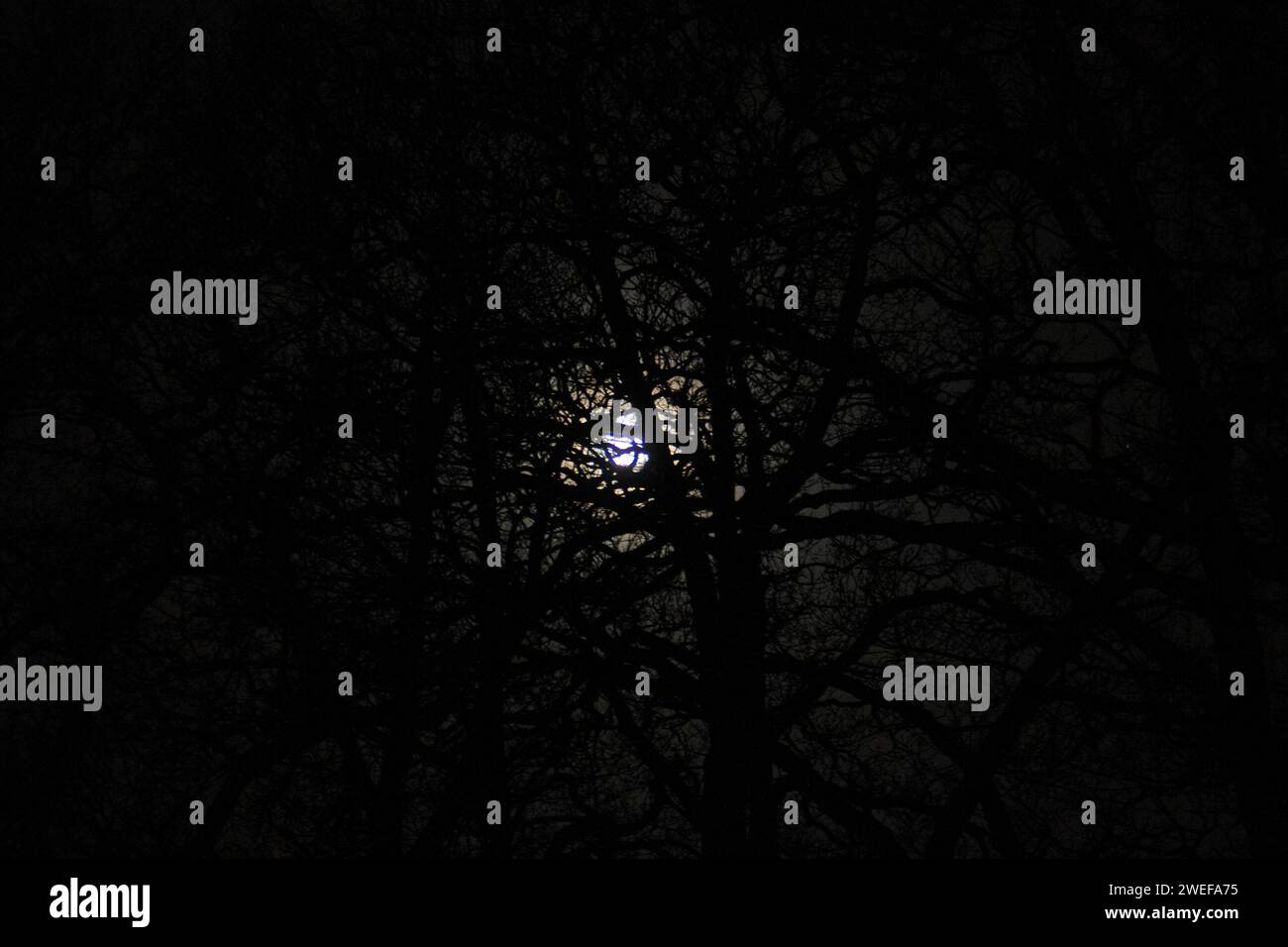 Full moon shining through leafless branches of old trees Stock Photo