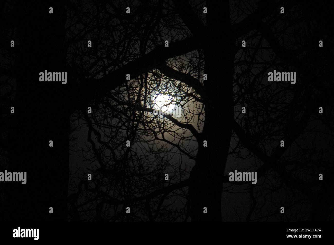 Full moon shining through leafless branches of old trees Stock Photo