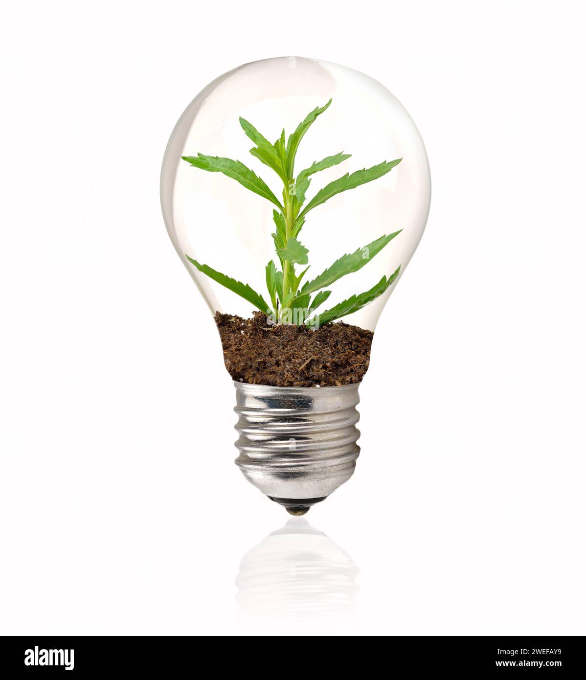 Green eco energy concept. Plant growing inside light bulb Stock Photo ...