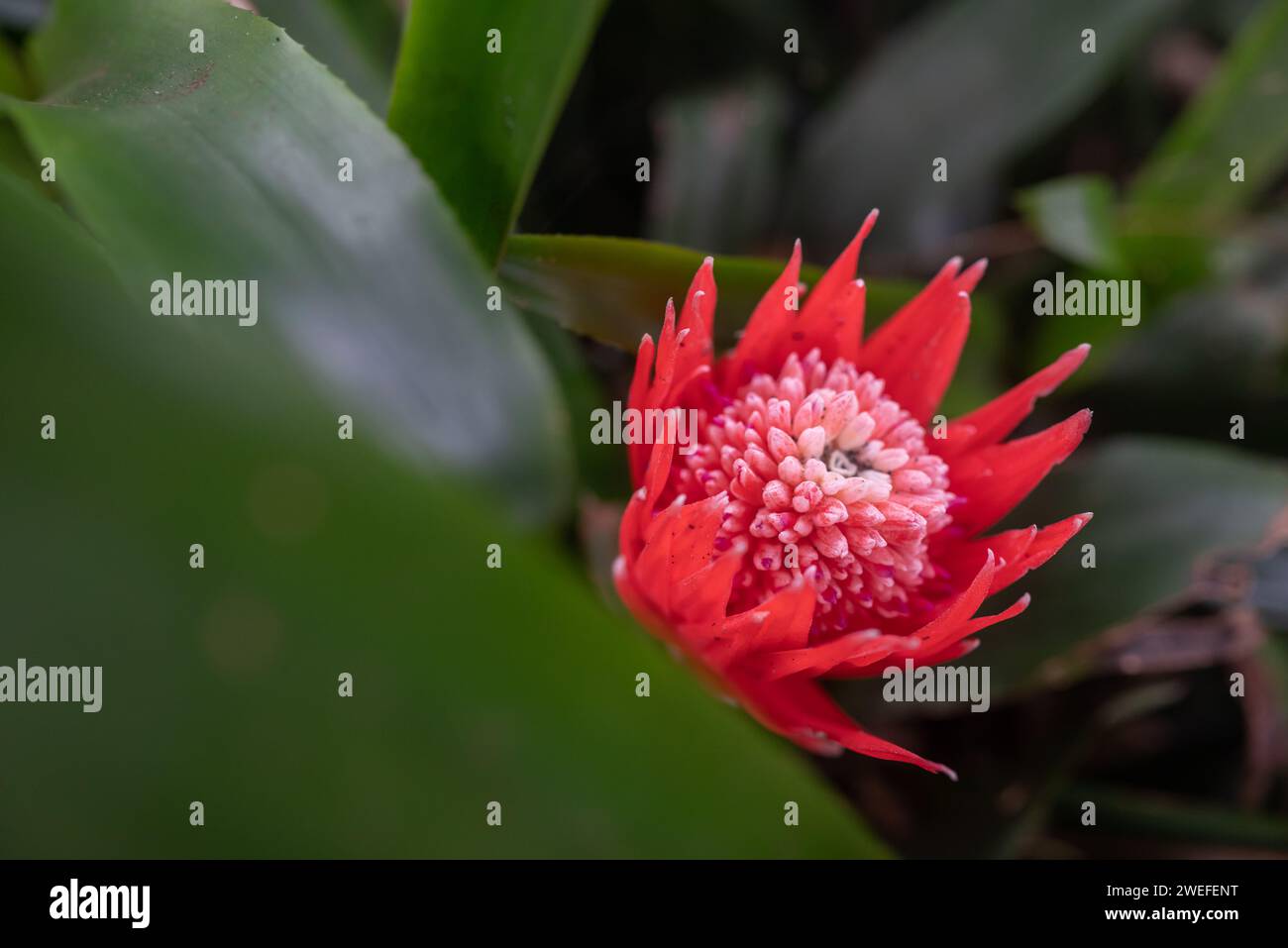 Red flower on green leaves background. Foolproof plant or billbergia pyramidalis Stock Photo
