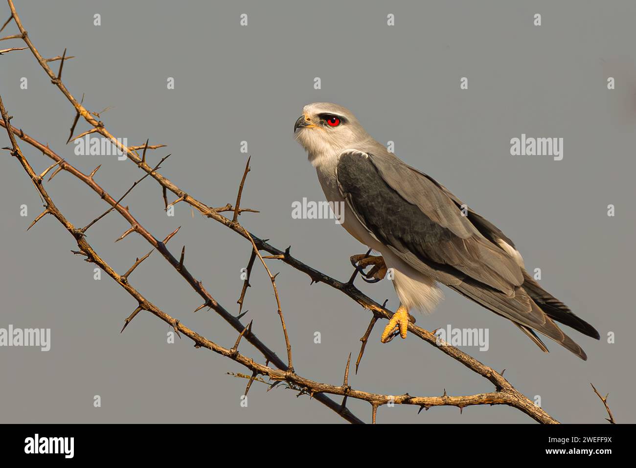 A black-winged kite (Elanus caeruleus), also known as a black-shouldered kite, perches in a tree in North West, South Africa. The bird is known for ho Stock Photo