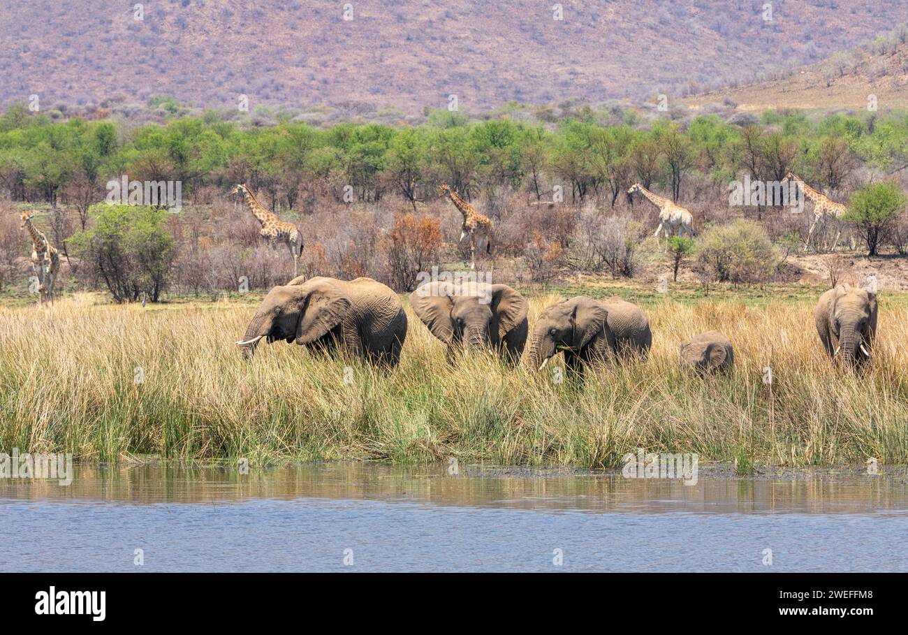 African elephants head for a drink while giraffes mosey in the background in a quintessential African safari scene. Stock Photo