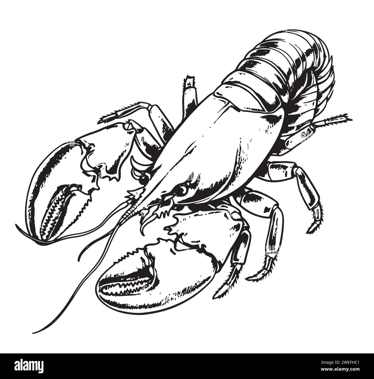 Lobster hand drawing vintage engraving Vector illustration Stock Vector Image & Art Alamy