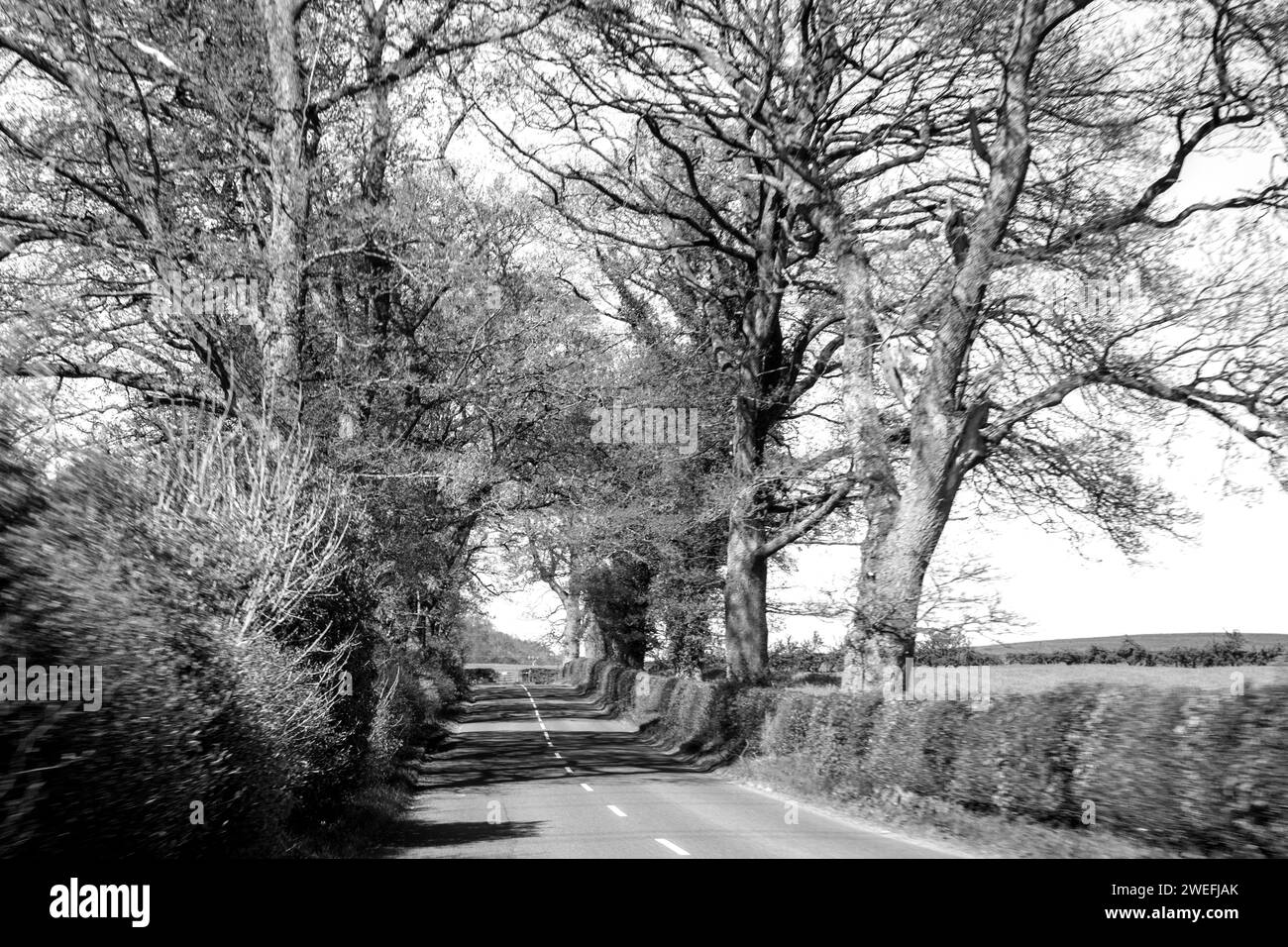 A rural Scottish road in the Trossachs National Park, surrounded by ancient large trees, in black and white. Stock Photo