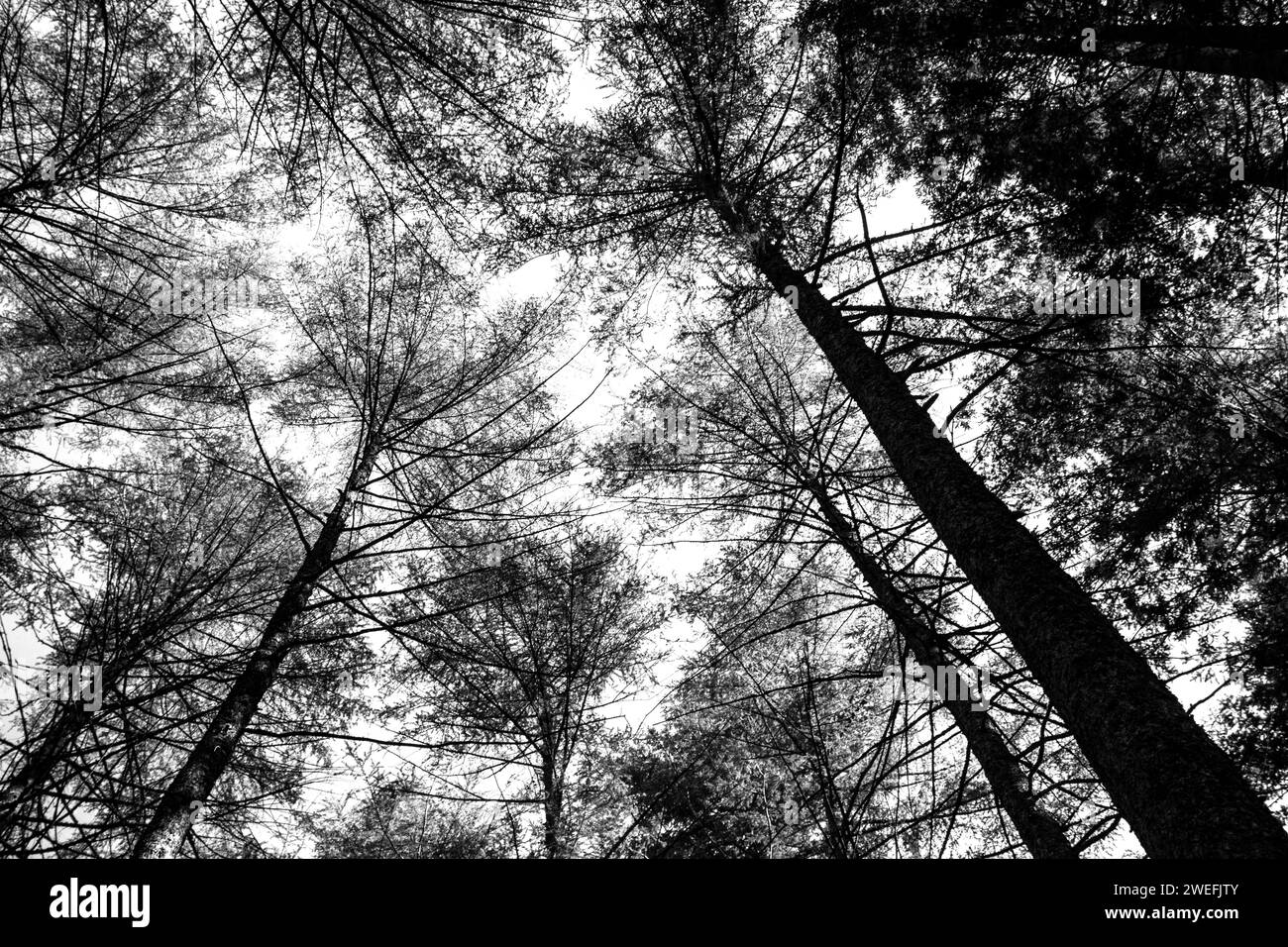 Looking up into the tree tops of pine trees in a forest at Balhama in Scotland, on a clear sunny day. Stock Photo