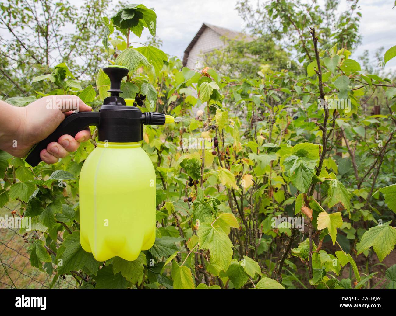 Spraying blackcurrant from aphids and powdery mildew, pests Stock Photo