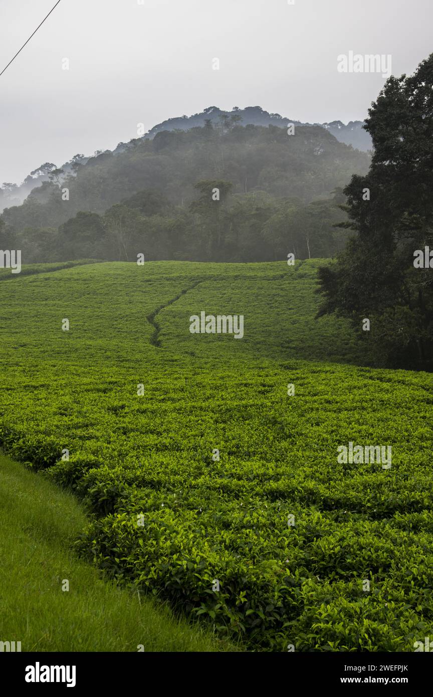 Tea plantation just outside Nyungwe National Park in Southwest Rwanda with vivid green leaves against a lush forest background Stock Photo