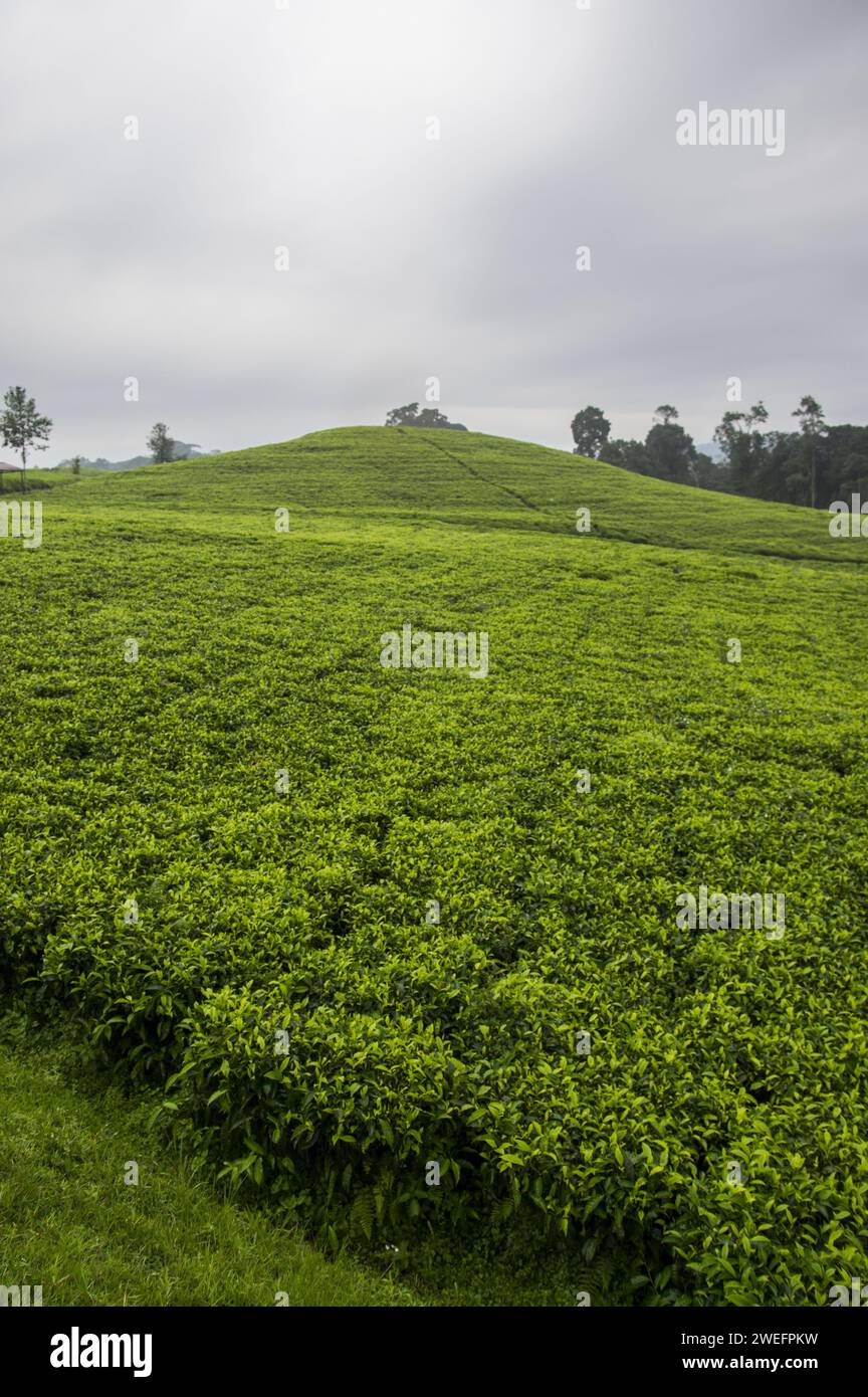 Tea plantation just outside Nyungwe National Park in Southwest Rwanda with vivid green leaves against a lush forest background Stock Photo