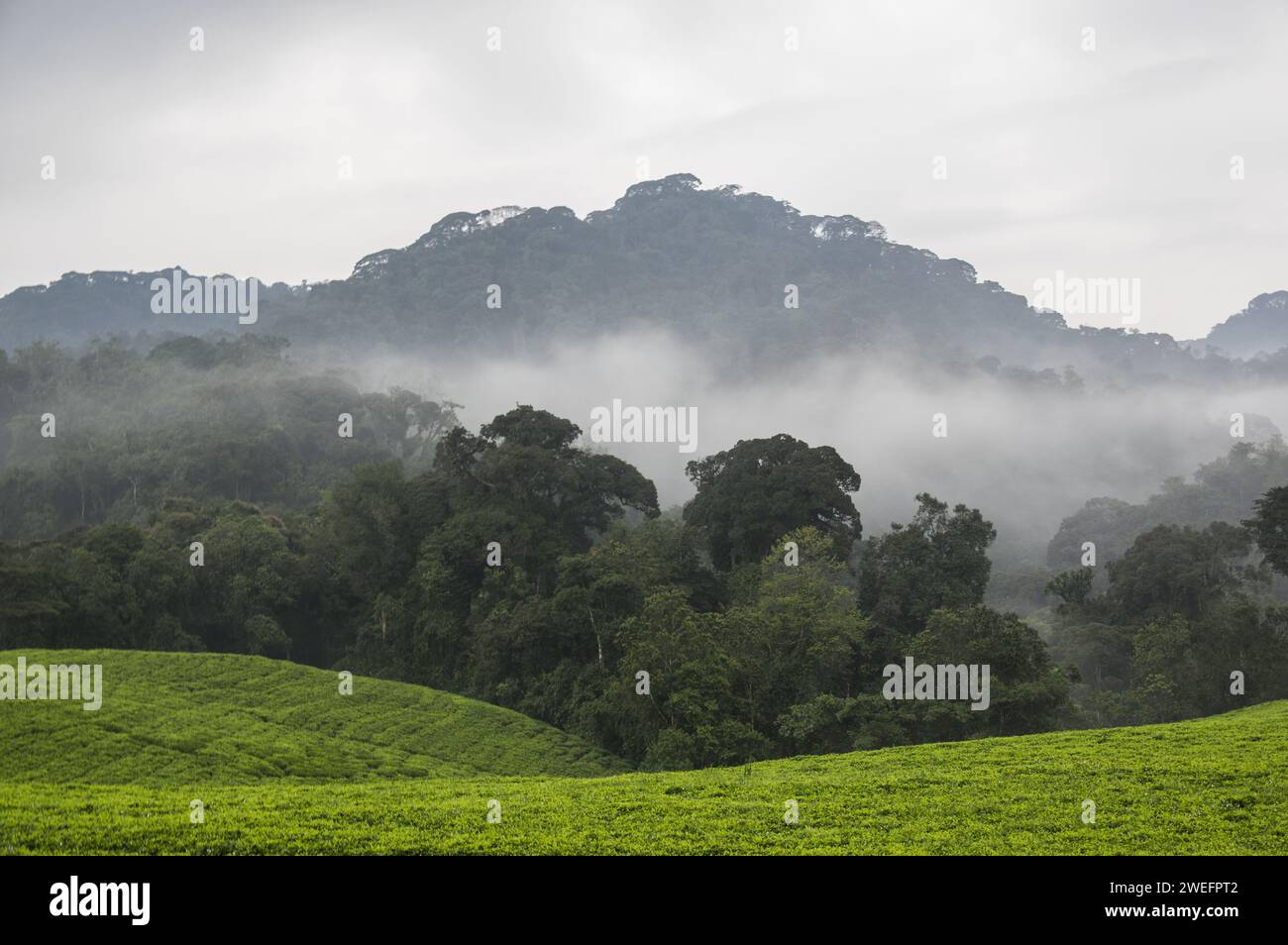 A misty morning in Nyungwe National Park in southwest Rwanda with foggy hills and lush forests on the trail to the canopy walk, a tourist attraction Stock Photo
