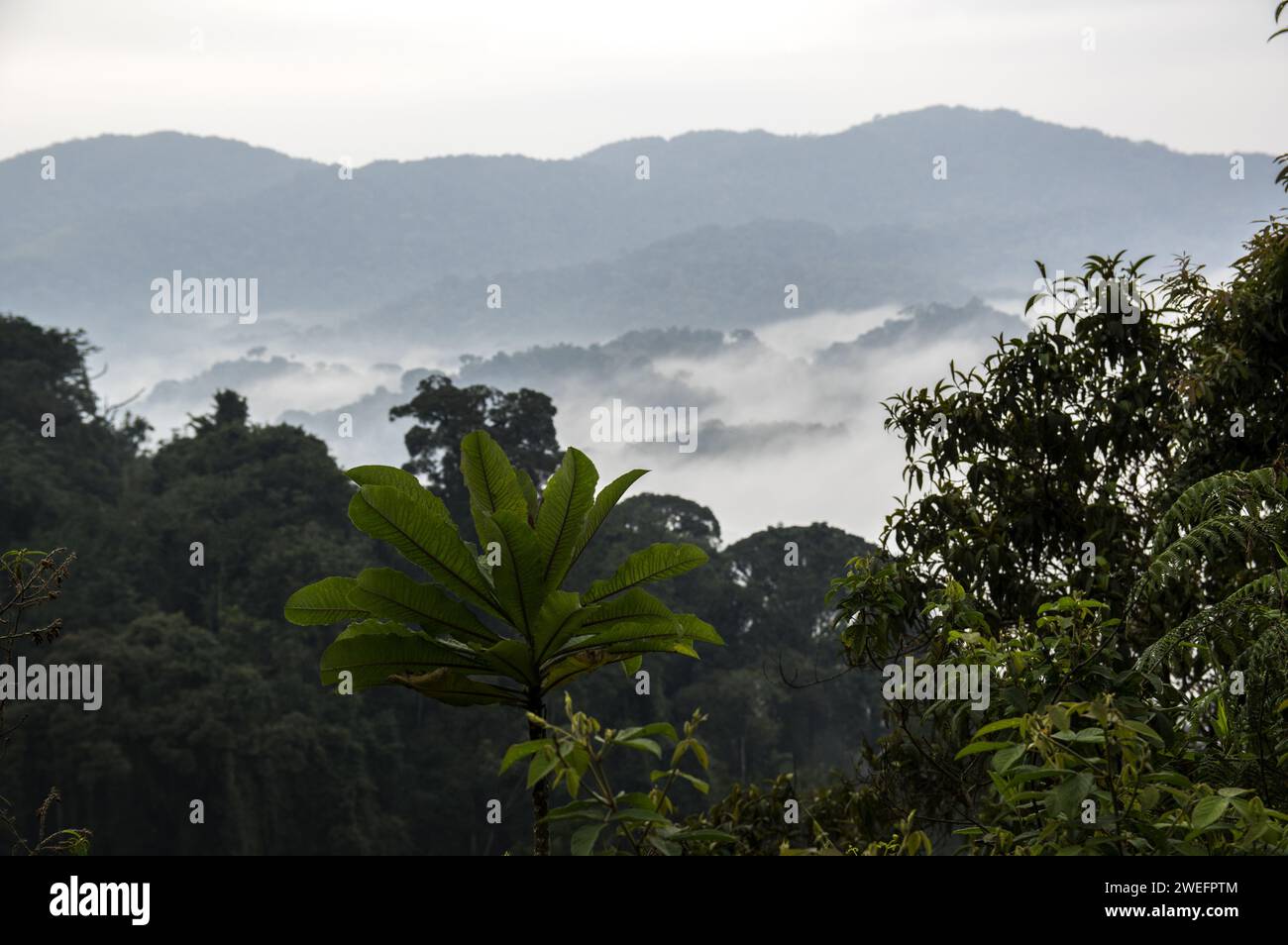 A misty morning in Nyungwe National Park in southwest Rwanda with foggy hills and lush forests on the trail to the canopy walk, a tourist attraction Stock Photo