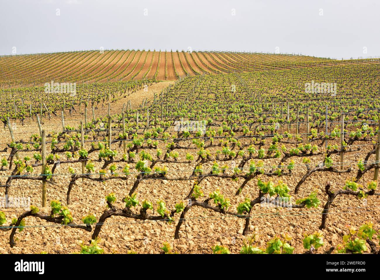 Vineyard (Vitis vinifera) in El Villar, Alava, Rioja alavesa, Euskadi, Spain. Stock Photo