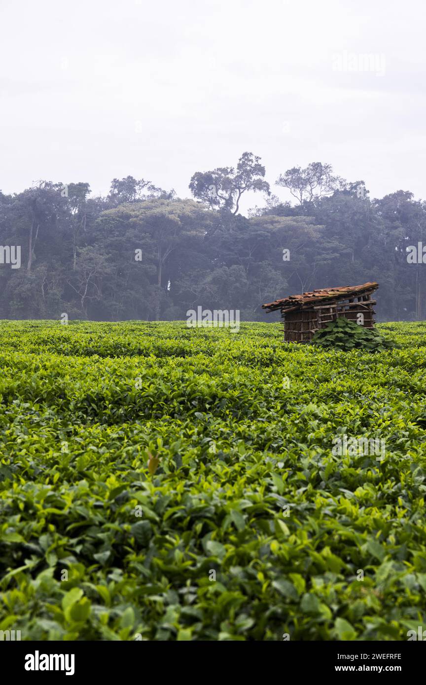 Wood and mud shack on a tea plantation near Nyungwe National Park in Southwest Rwanda with vivid green leaves against a lush forest background Stock Photo